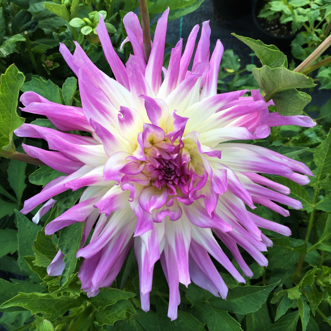 Dahlia Mingus Randy